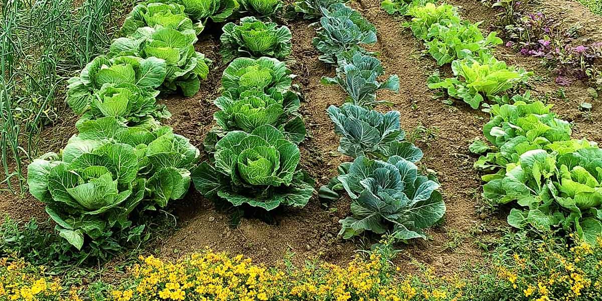 légumes feuilles