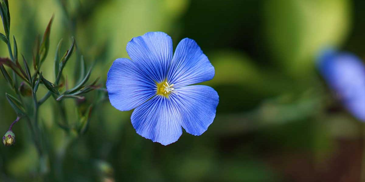 lin bleu