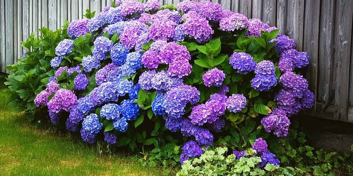 massif hortensia