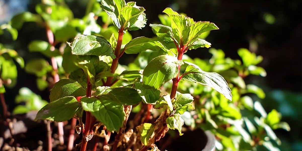 menthe