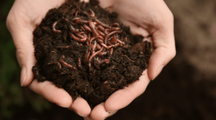 Image de micro-organismes pour la recherche agricole