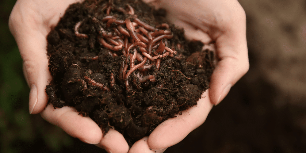 Image de micro-organismes pour la recherche agricole