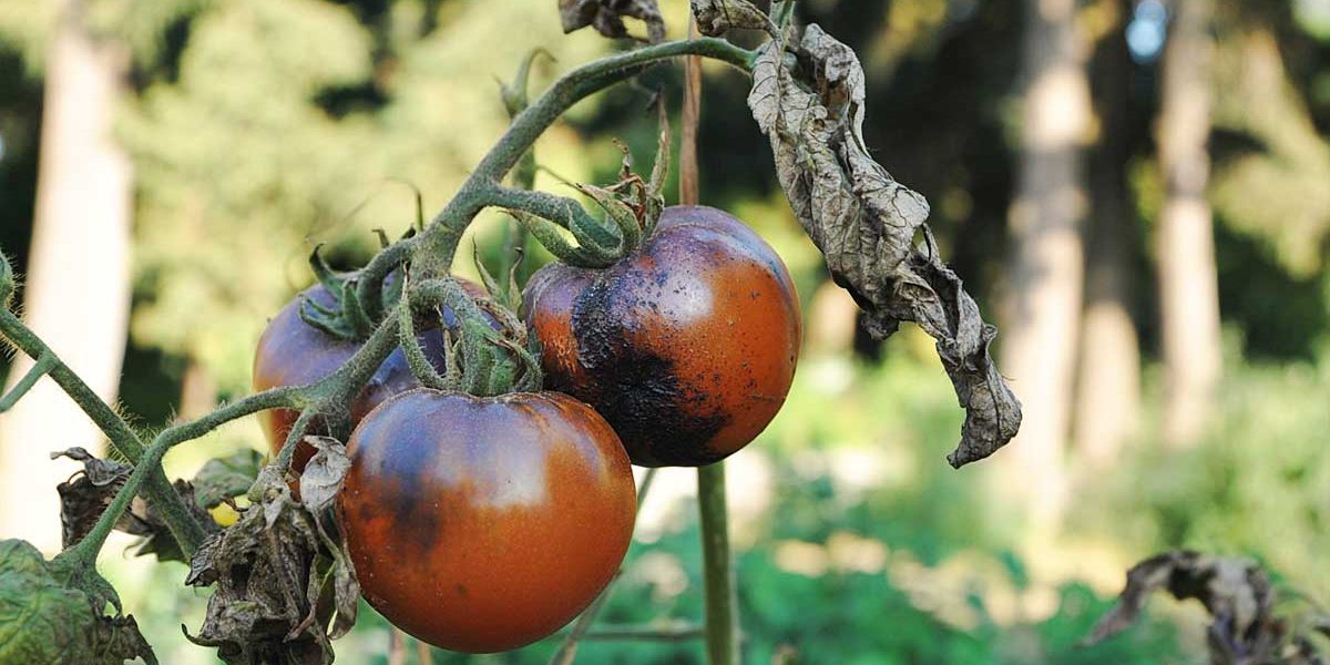 mildiou tomates