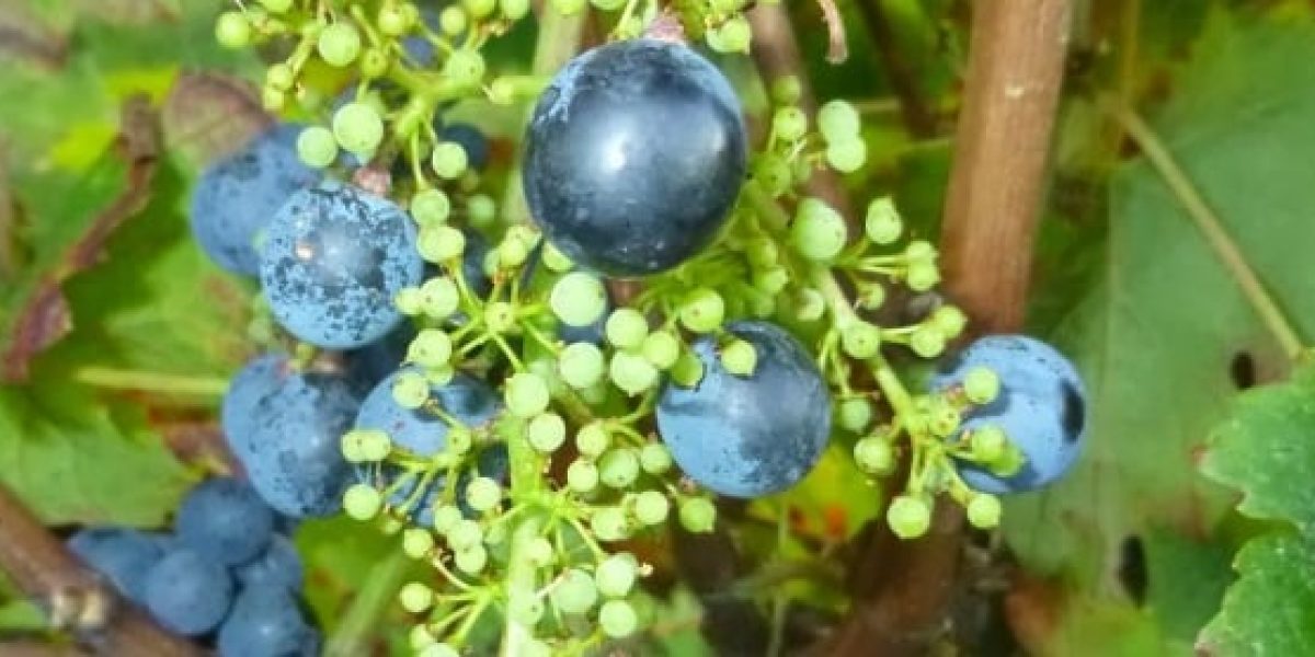 Homme agricole effectuant le millerandage des grappes de raisins