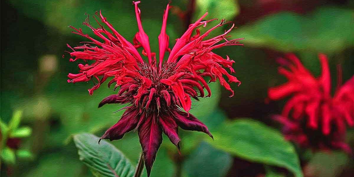 monarde