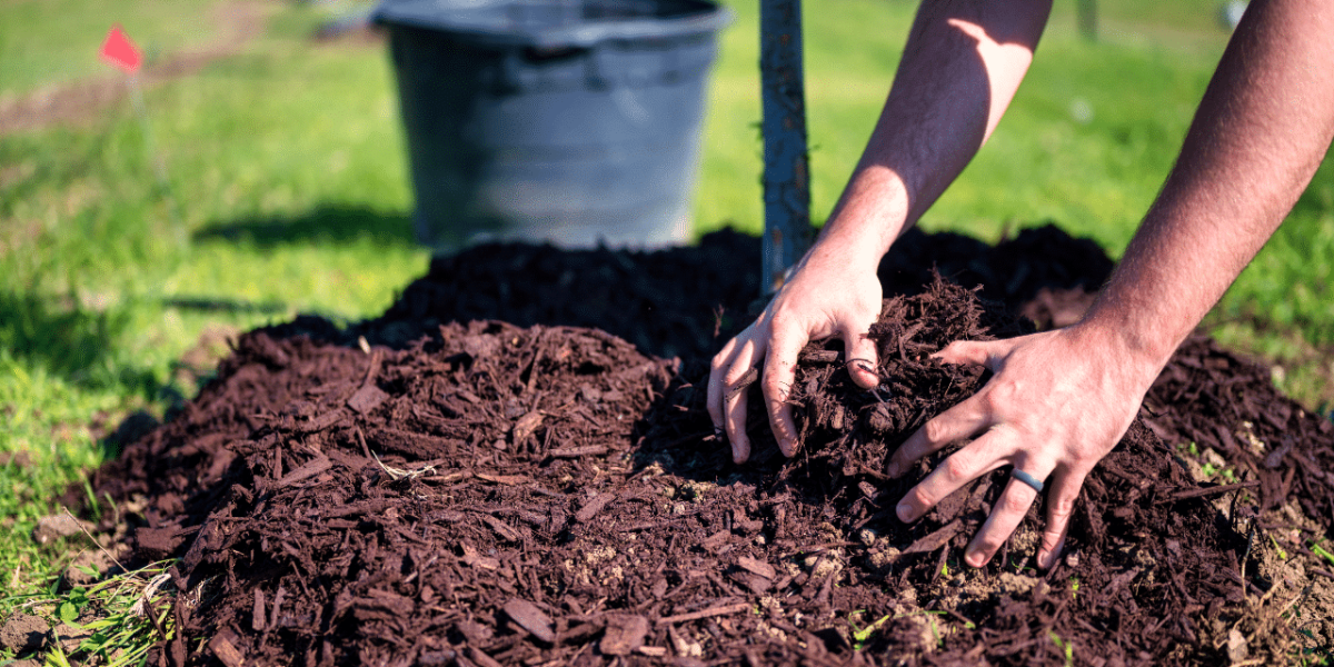 Processus de paillage du sol en agriculture