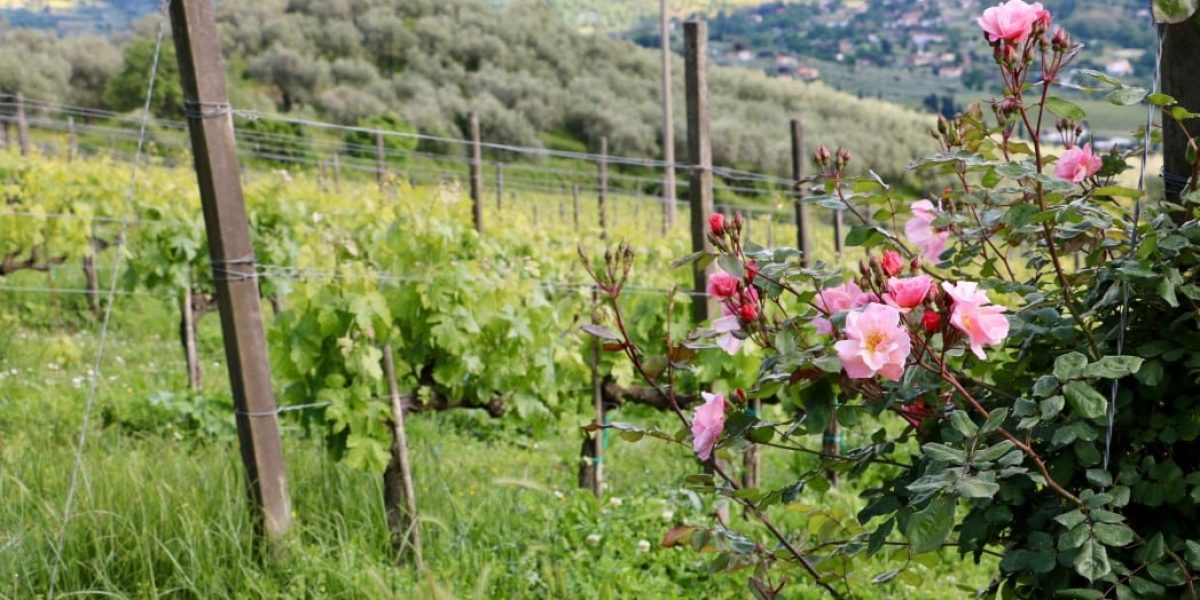 Vignoble en fleurs avec roses roses, paysage agricole