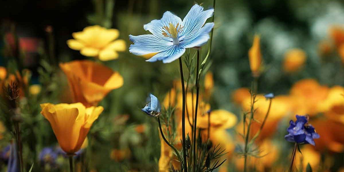 nigelle cosmos dans un jardin