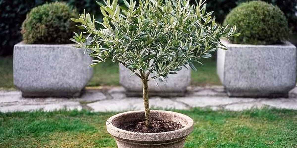 olivier en pot