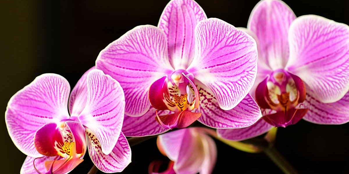 orchidees