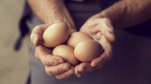 Oeufs biologiques frais de 2022