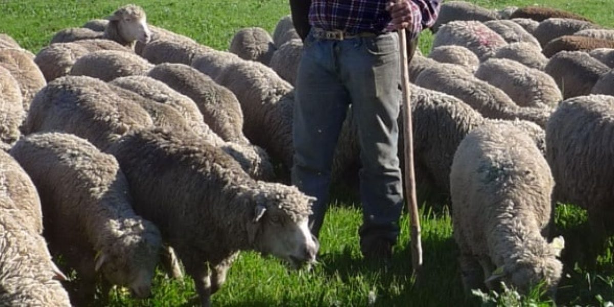 Moutons dans un champ agricole français