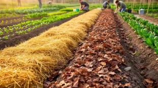 Vue d'un potager avec différents paillis naturels