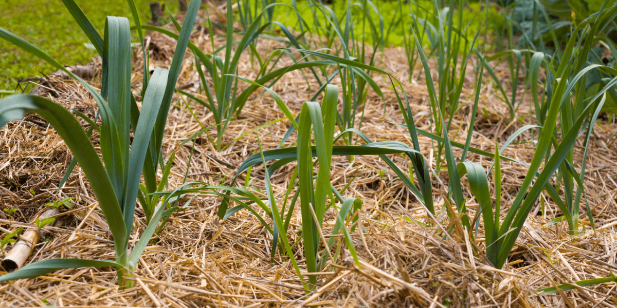 Paillis utilisé comme couverture de sol en agriculture