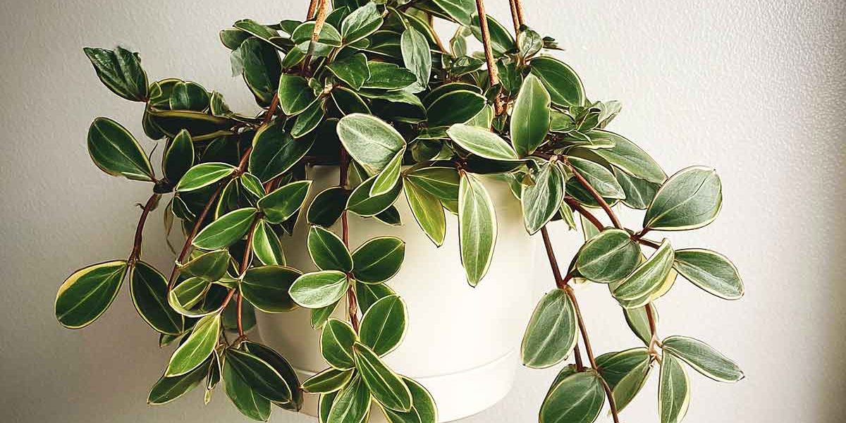 peperomia angulata
