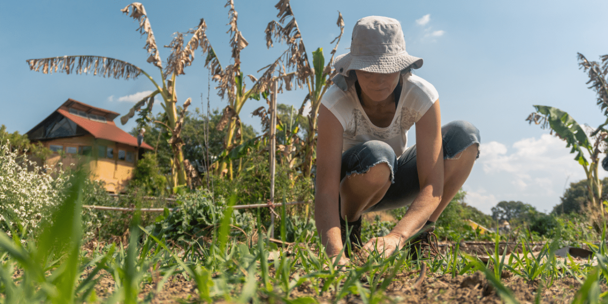Image représentant la permaculture dans l'agriculture française