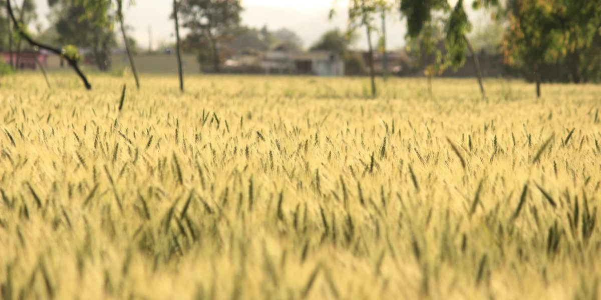 Champ agricole ensoleillé avec un grand tracteur