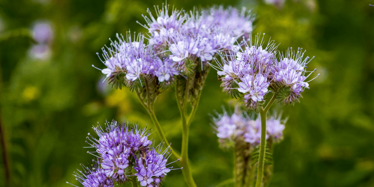 Photographie de phacélie, plante agricole, sur LaTeleAgricole