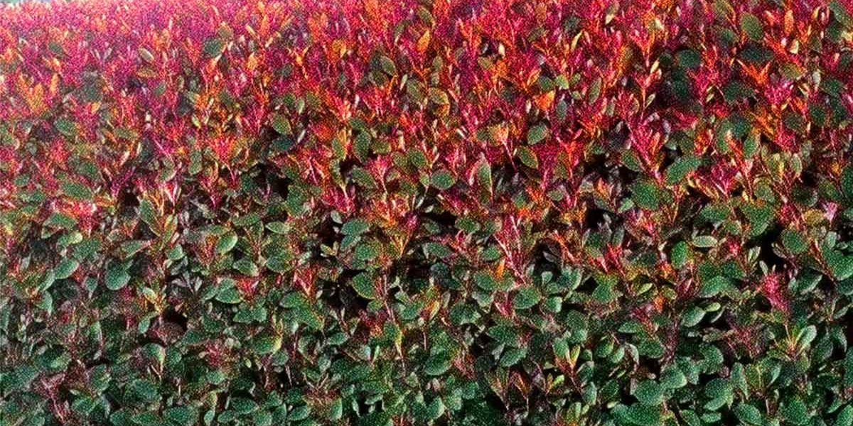 photinia