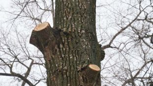 Image montrant l'élagage d'un arbre en hiver