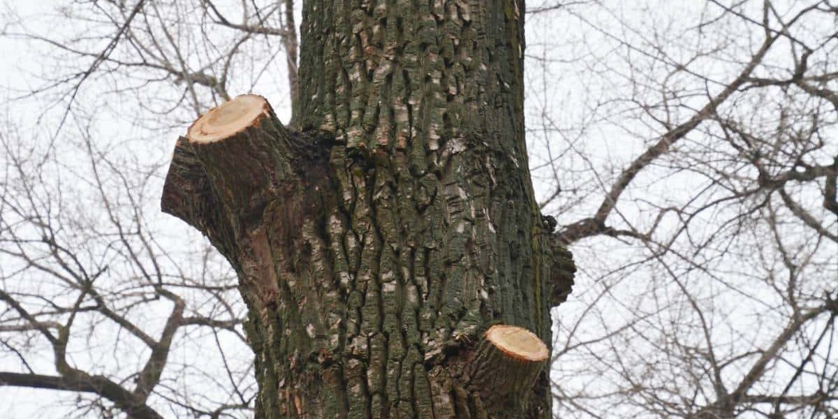 Image montrant l'élagage d'un arbre en hiver