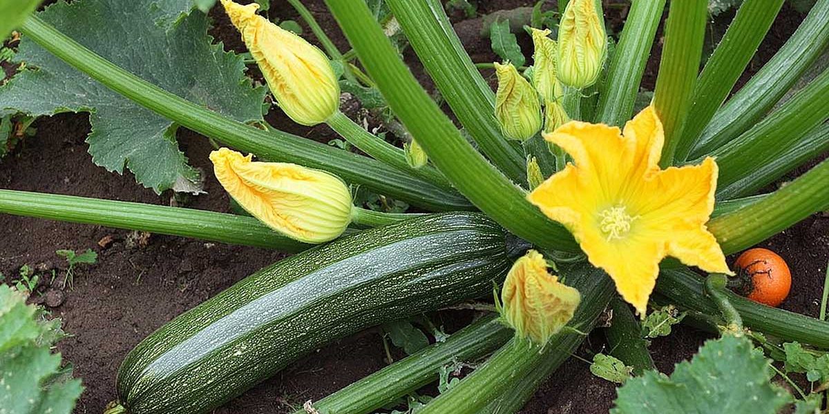 pied de courgette ete