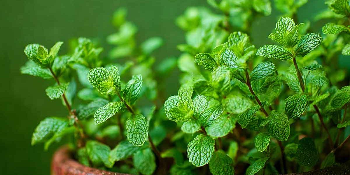pied de menthe