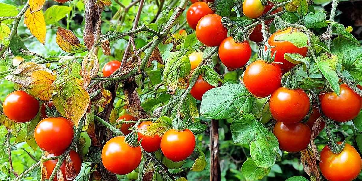 pied de tomates productif