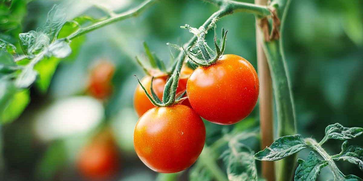 pied de tomates