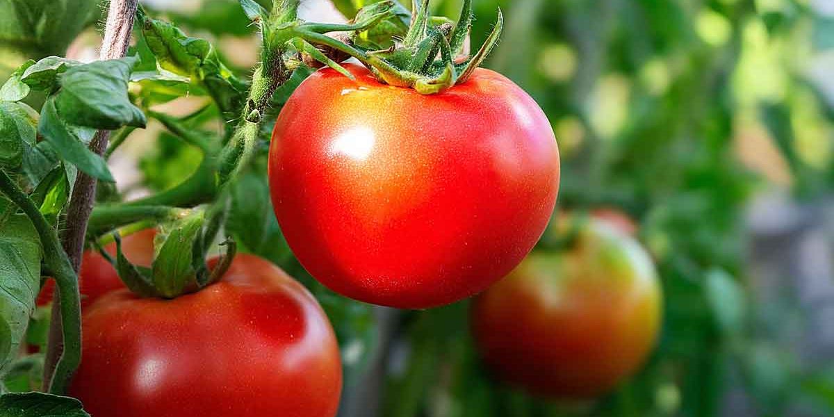 pied tomates jardin