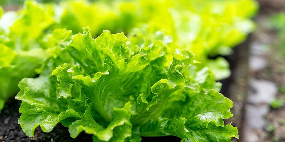pieds de salades