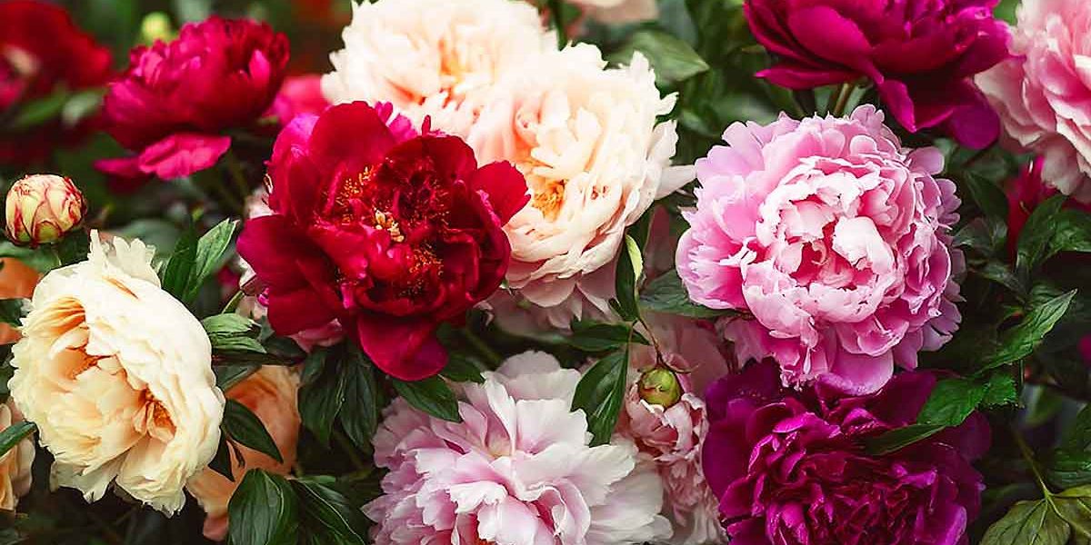 pivoines