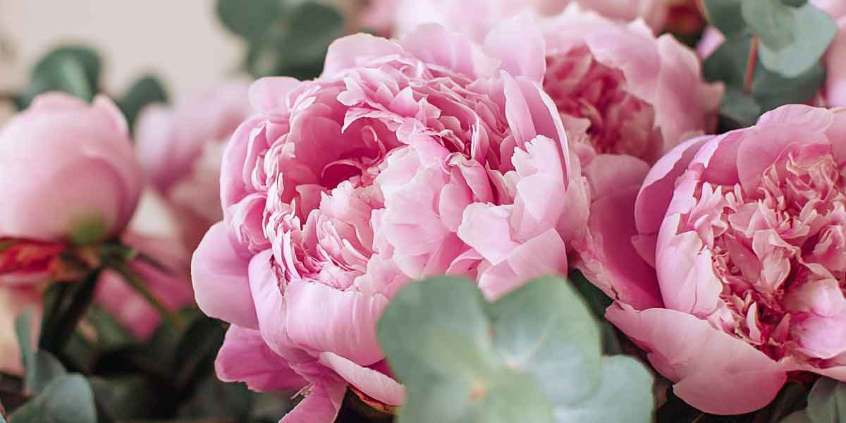 pivoines bouquet