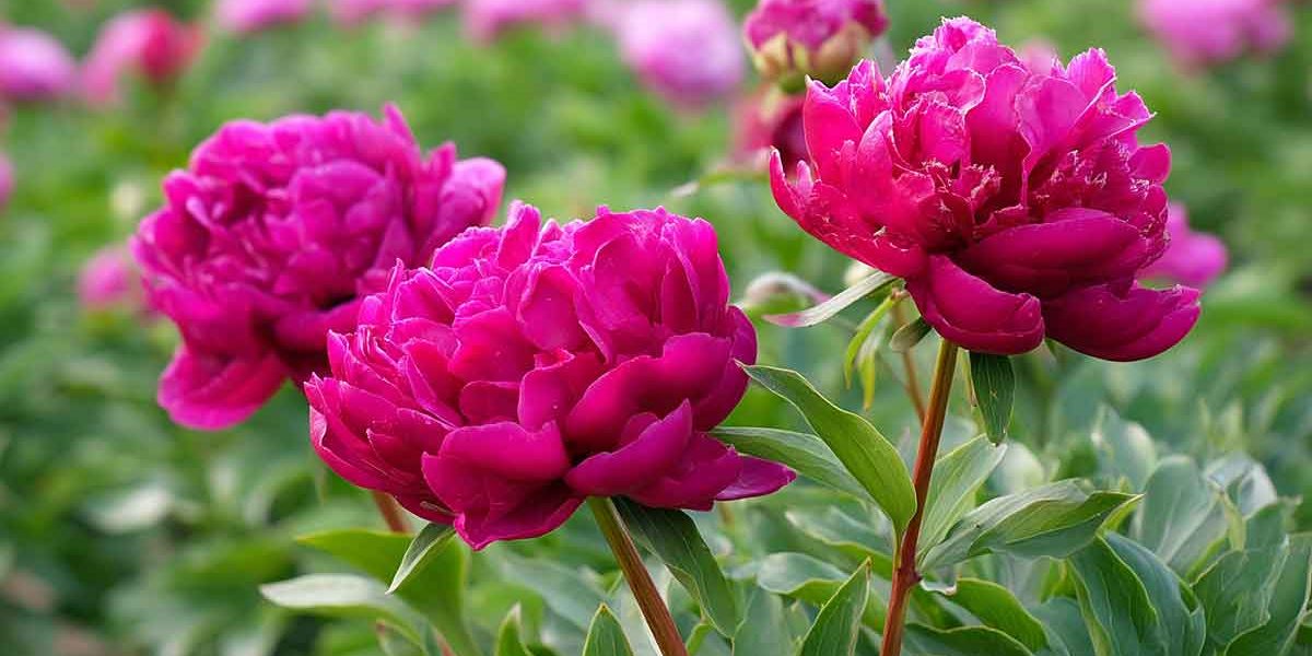 pivoines