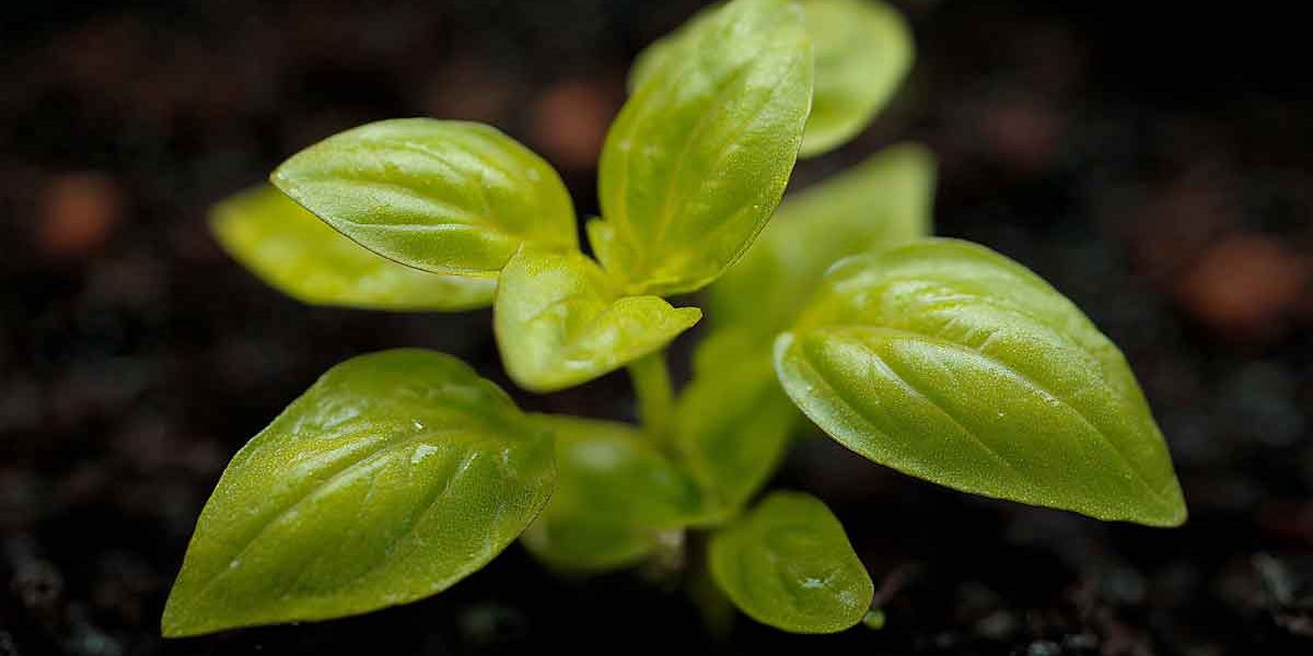 plant basilic