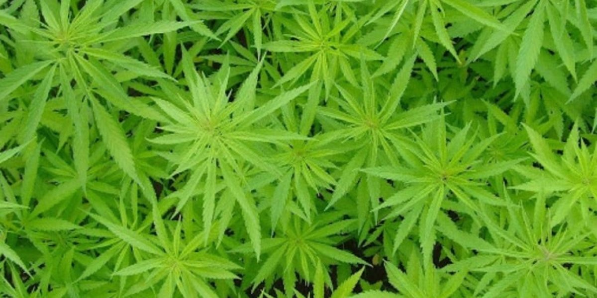 Plantation de chanvre en France