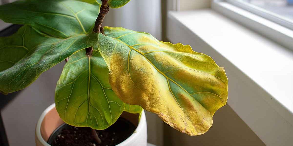 plante manquant d'eau