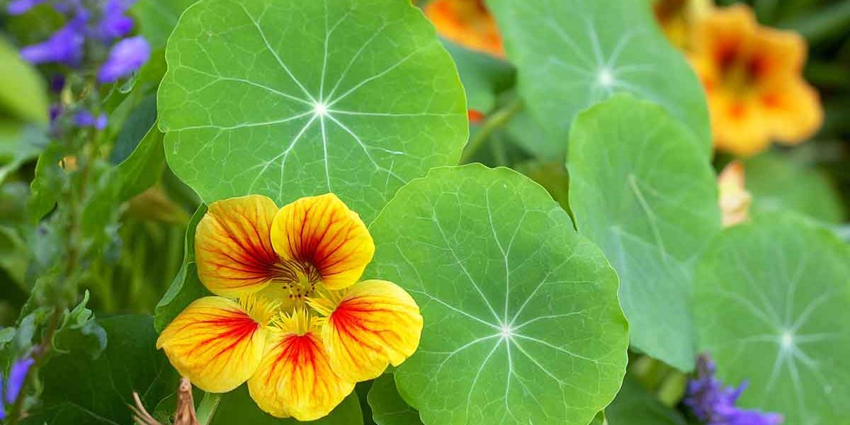 plantes compagnes