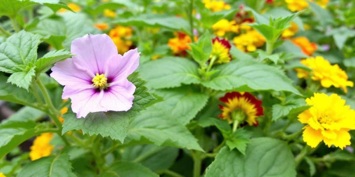 Basilic et capucine : le duo anti-pucerons parfait pour votre potager