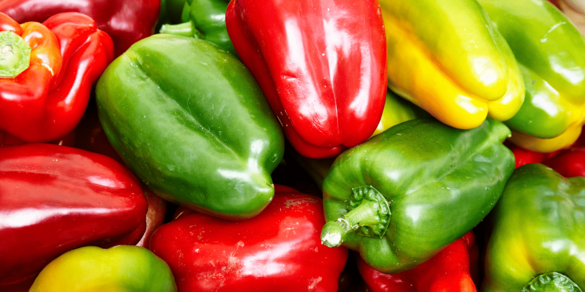 Poivrons multicolores frais de l'agriculture française