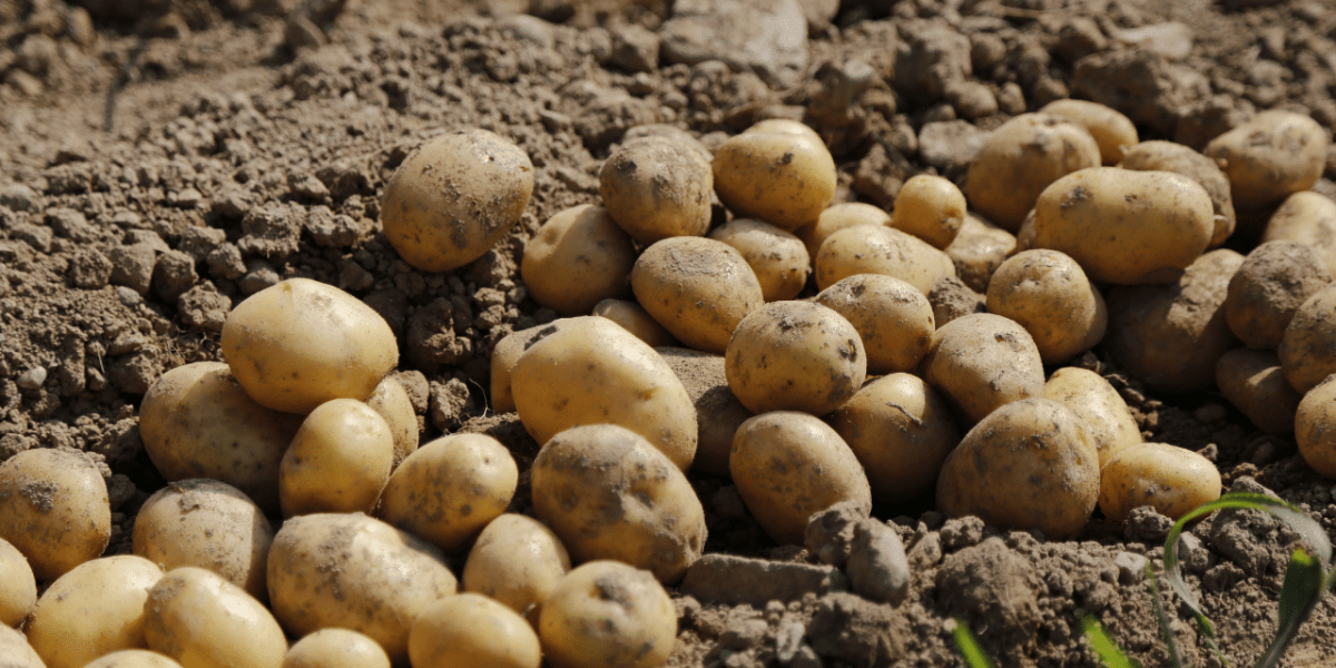Pommes de terre fraîches de l'agriculture française