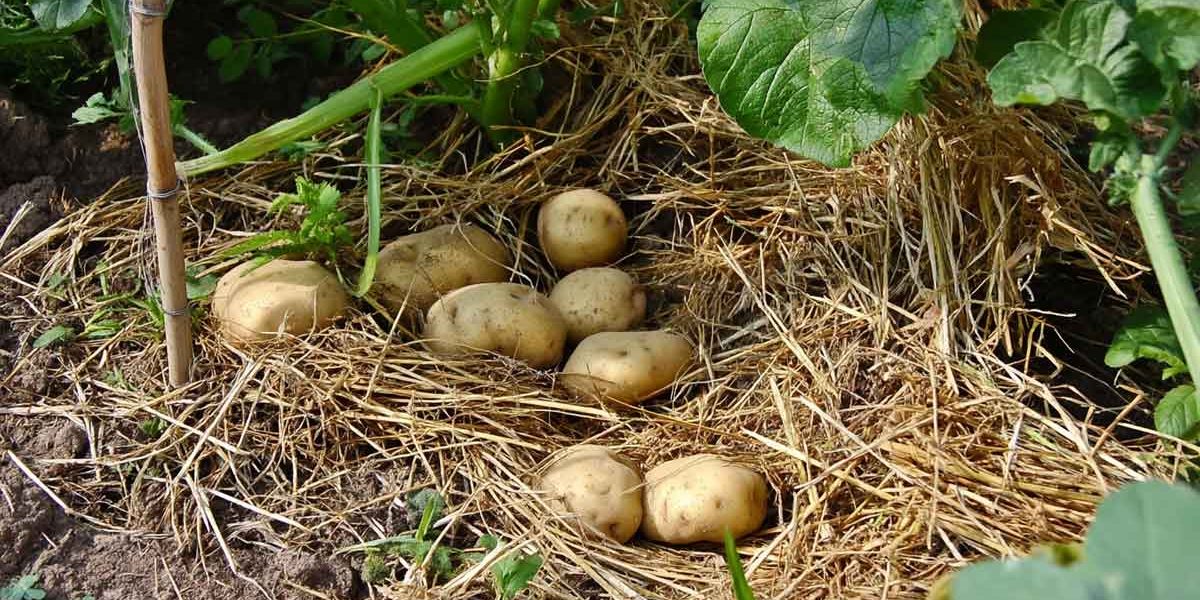 pommes de terre paille