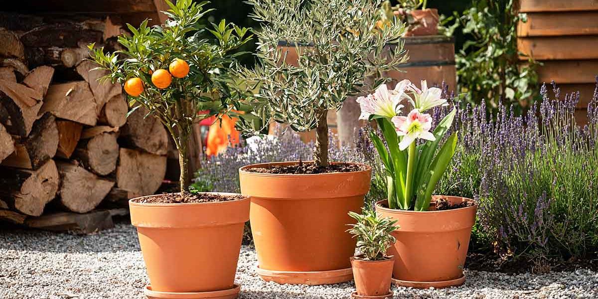 pots en terre cuite