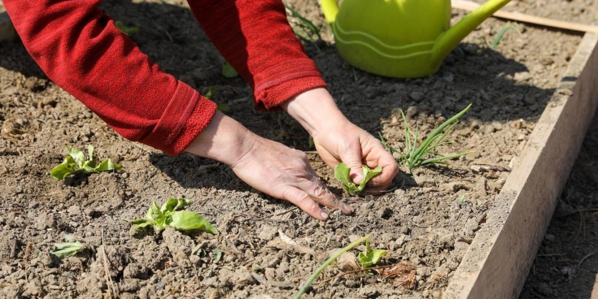 Beau potager luxuriant pour le bien-être