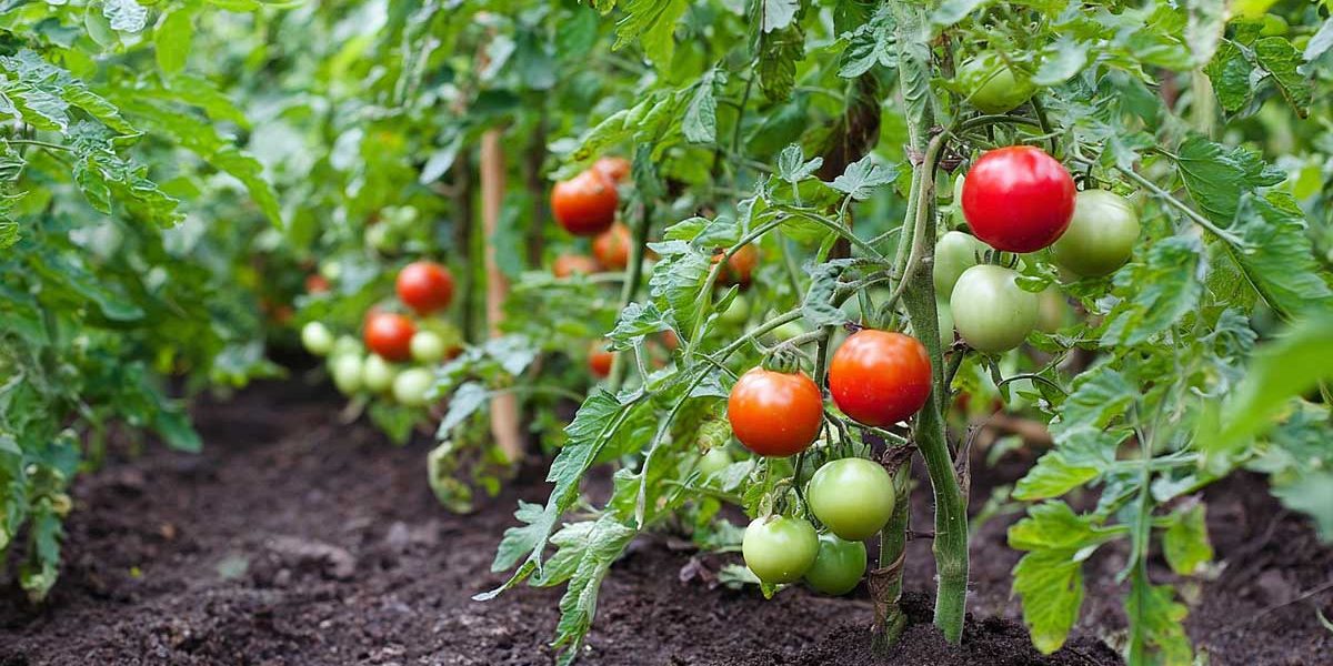 potager tomates