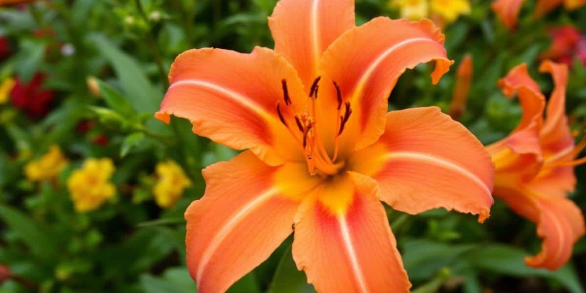 Capucine anti-limaces : la barrière naturelle pour votre jardin