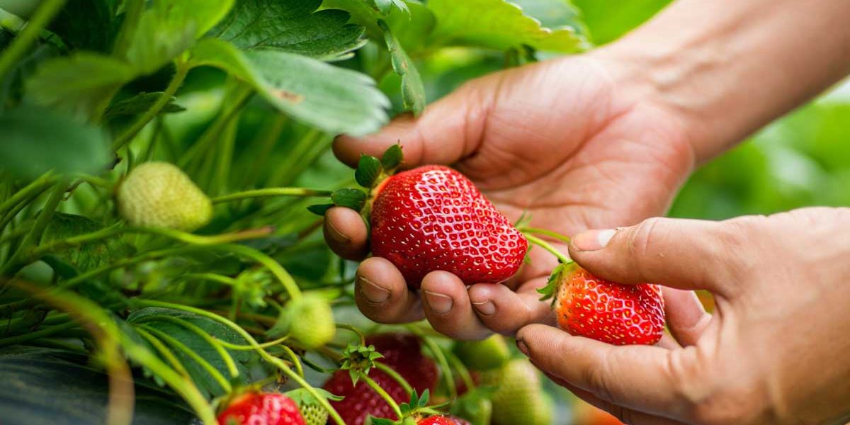 recolte fraises