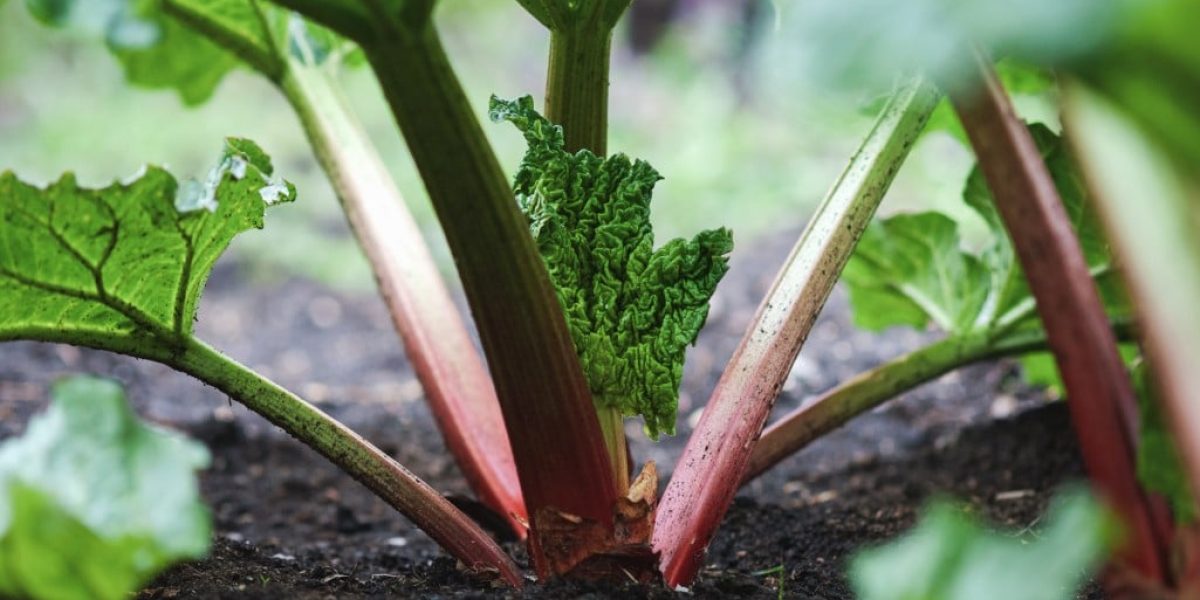 Plantes de rhubarbe avec nouvelles feuilles dans un jardin