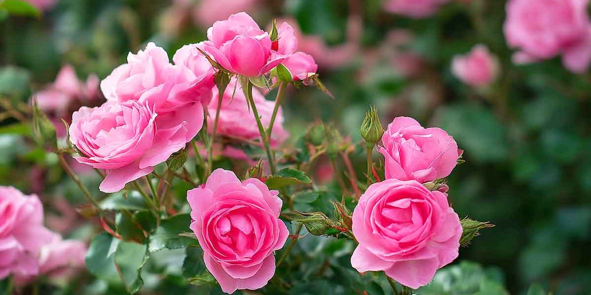 roses rose