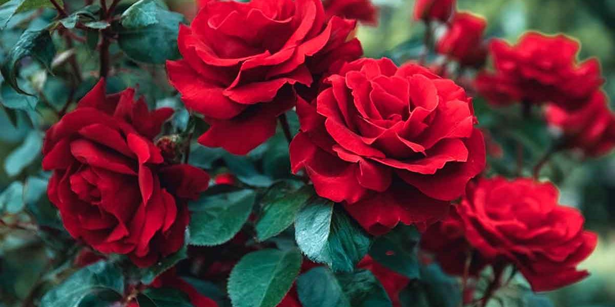 roses rouge